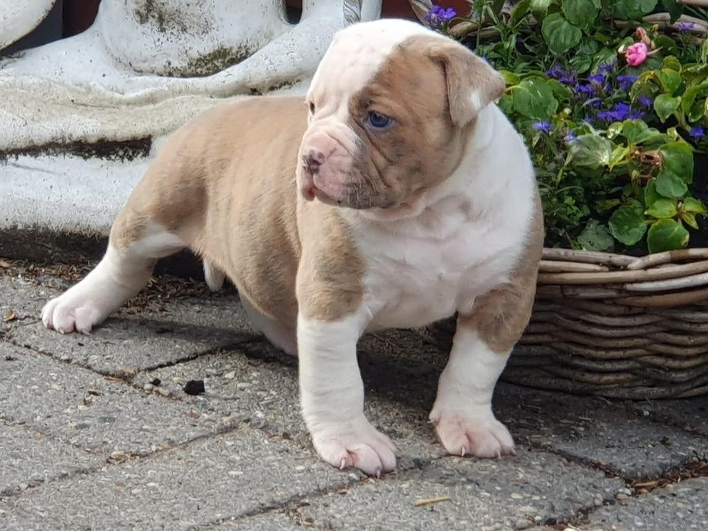 Supermooie Amerikaanse bulldog teefjes met stamboom, Parvo, Nederland, 8 tot 15 weken, Teef