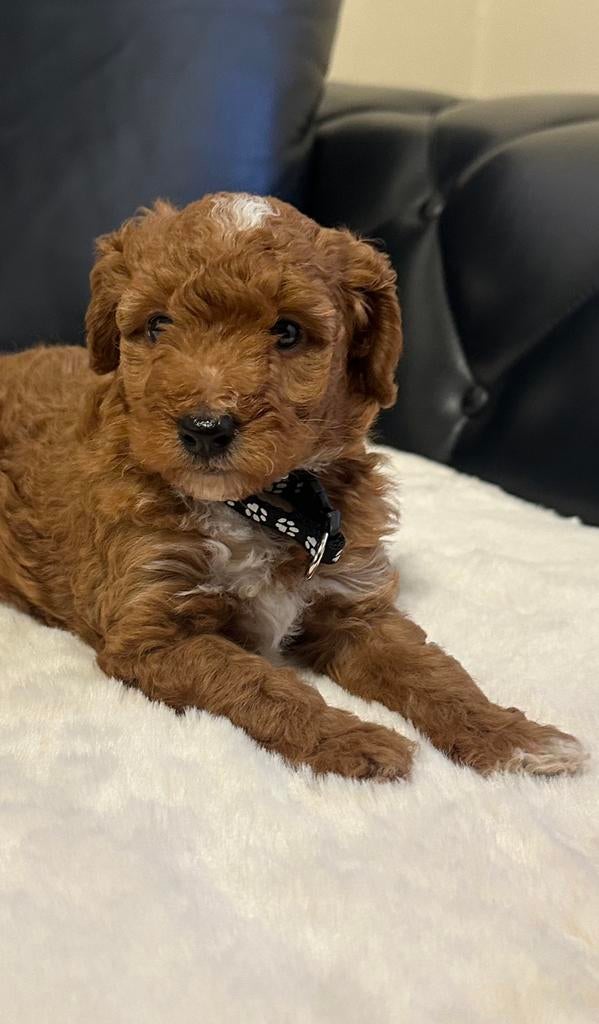 Toy poedel  , Twee mannetjes !! Zeer knap !!  zeer, Dieren en Toebehoren, Honden | Chihuahua's en Gezelschapshonden, Poedel, 8 tot 15 weken