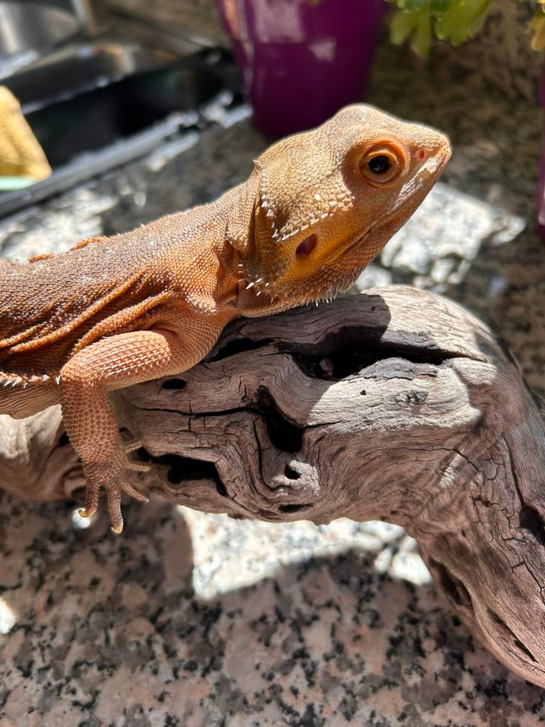 Leatherback hypo trans orange witblits baardagaam., Dieren en Toebehoren, Hagedis, 0 tot 2 jaar