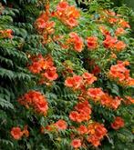 Trompetplant kolebrieplant, Minder dan 100 cm, Overige soorten, In pot, Ophalen of Verzenden