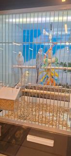 Blackwing of blackface parkiet, Meerdere dieren, Parkiet, Geringd