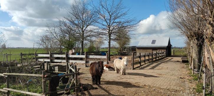 Plek op kleinschalige Paddock paradise, Dieren en Toebehoren, Stalling en Weidegang