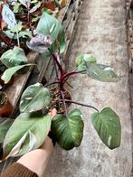 Philodendron Red Anderson p12, Ophalen of Verzenden, Halfschaduw, Minder dan 100 cm