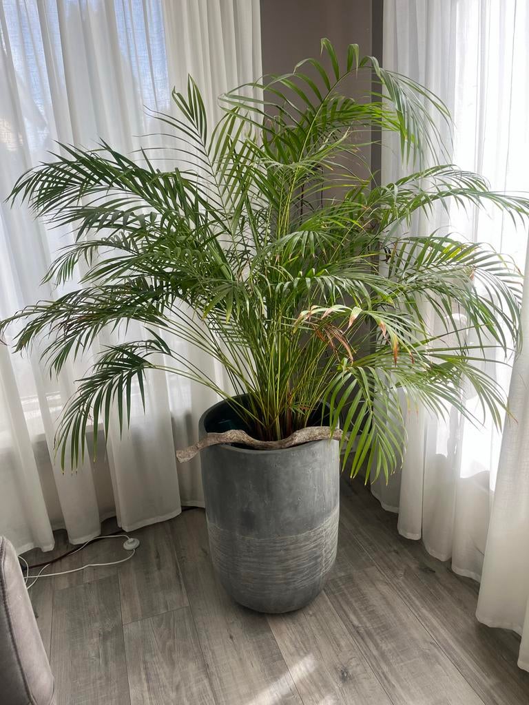 Goudpalm (Areca palm) zonder pot, Huis en Inrichting, Kamerplanten, Ophalen, Palm, Halfschaduw, 150 tot 200 cm