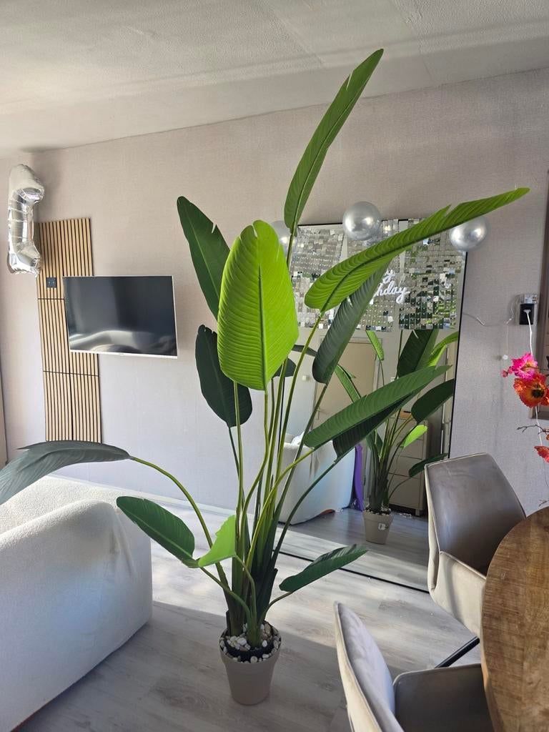 Kunstplant Strelitzia

230 cm, Huis en Inrichting, Kamerplanten, Ophalen of Verzenden, 200 cm of meer