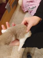 Prachtige Ragdoll kittens Toverballen in unieke kleuren, Meerdere dieren, Ontwormd, 0 tot 2 jaar