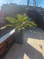 Palmboom in pot - Prachtige decoratie!, Volle zon, Vaste plant, Bloeit niet, Ophalen