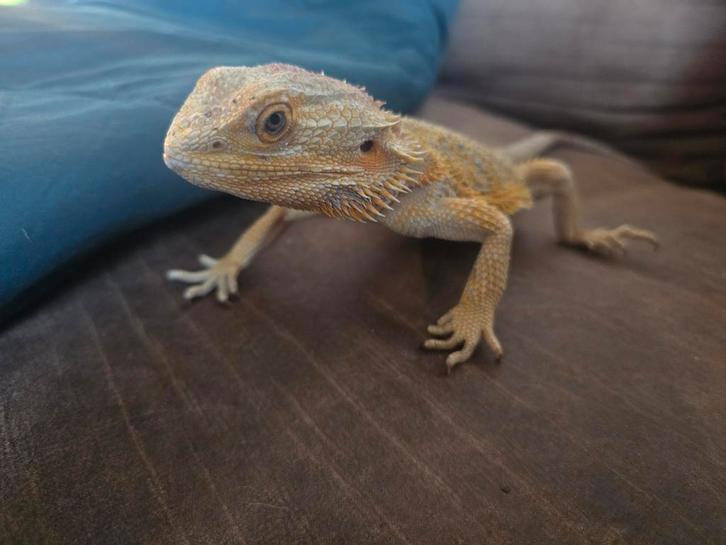 Baardagaam Bearded Dragon - unknown for sale from Annemiek Smits
