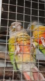 Pyrrhura molinea, Dieren en Toebehoren, Geslacht onbekend, Parkiet, Tam