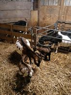 Dwergeit met jongen, Meerdere dieren, Geit