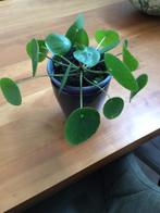 Pannenkoek plant met 2 stekjes aan plant(zie foto) €5,00, Ophalen of Verzenden