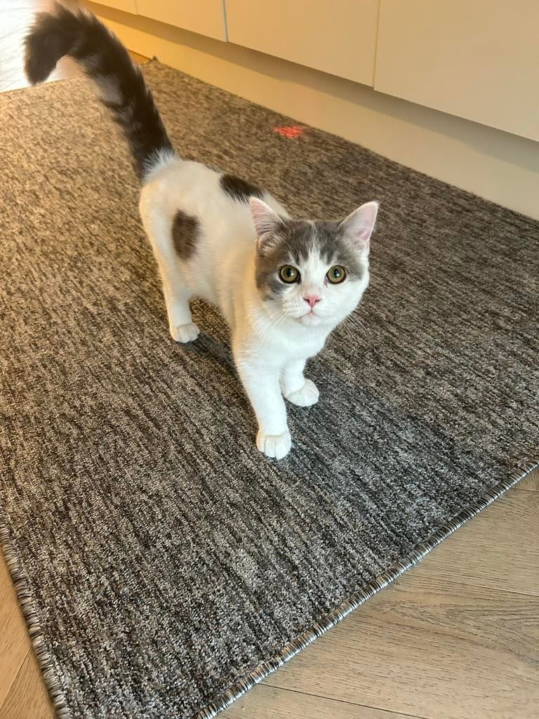 Britse langhaar kitten, Dieren en Toebehoren, Kater, Ontwormd