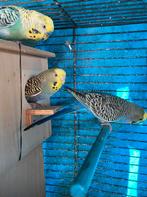 Mooi broedrijp mannen en poppen prachtig grasparkieten, Dieren en Toebehoren, Vogels | Parkieten en Papegaaien, Meerdere dieren