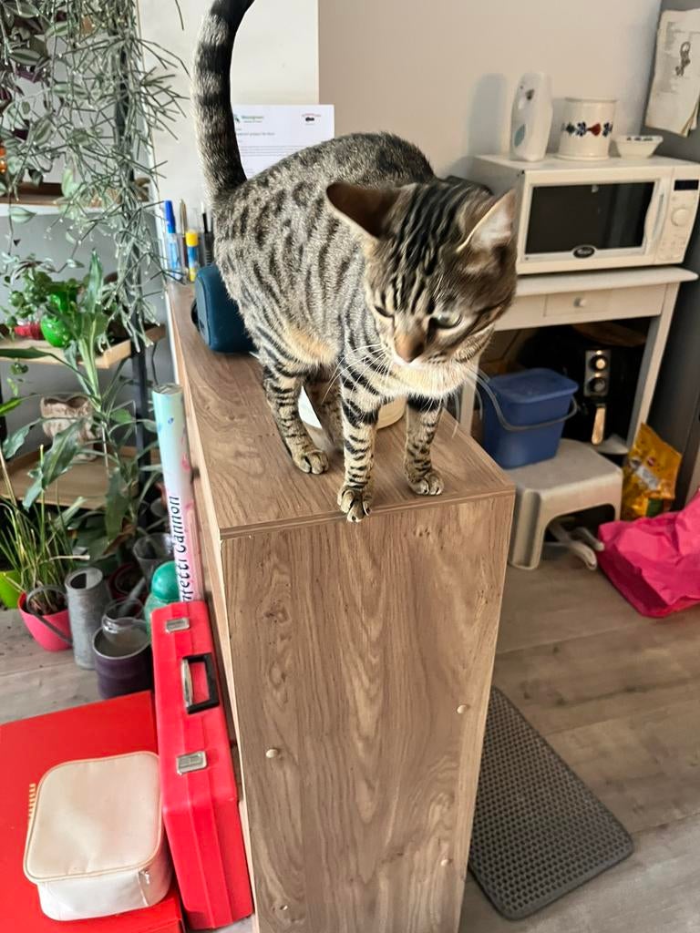 Half Bengaalse poes, Dieren en Toebehoren, Katten en Kittens | Raskatten | Korthaar, Poes, Gechipt, Ontwormd, Ingeënt