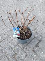 Hortensia Paniculata 'Wims Red', Ophalen, Overige soorten, Halfschaduw