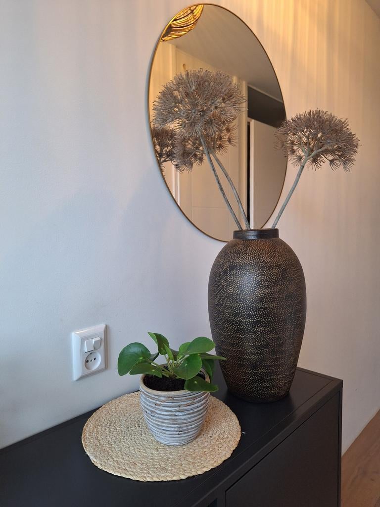 Pannenkoekenplant (Pilea peperomioides) in pot, Huis en Inrichting, Kamerplanten, Ophalen, In pot