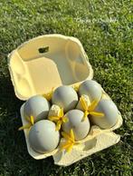 Cayuga broedeieren - Raszuiver 🥚, Dieren en Toebehoren, Geslacht onbekend, Eend