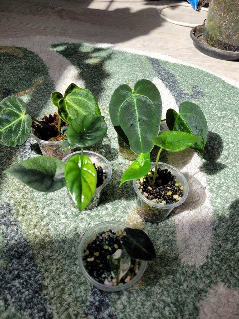 OPRUIMING! Zeldzaam planten pakket nr3, Ophalen of Verzenden, Halfschaduw, Minder dan 100 cm