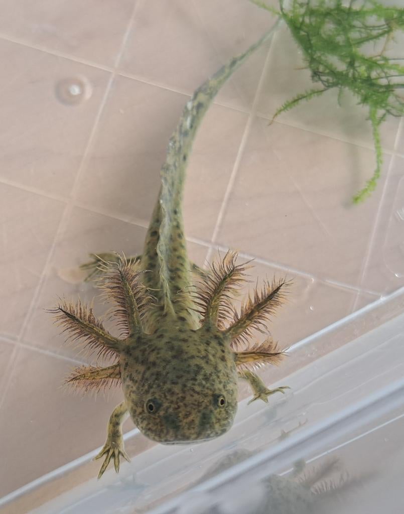 Axolotl's, Overige soorten