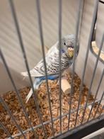 Bf spangle split bw pop 2025