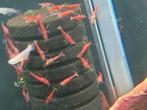 Hobbyaquarium  Red fire garnalen, Dieren en Toebehoren, Vissen | Aquariumvissen, Kreeft, Krab of Garnaal, Zoetwatervis, Schoolvis