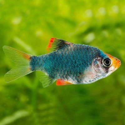 Sumatranen en wat andere vissen, Vis