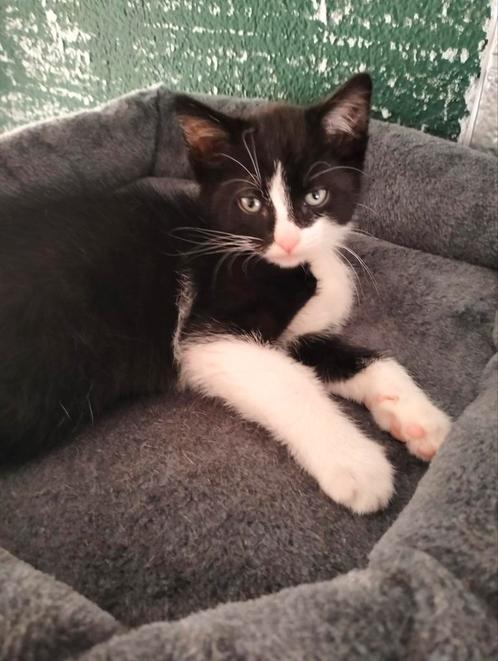 Zwart witte kitten katertje mag mee naar huis!, Dieren en Toebehoren, Katten en Kittens | Overige Katten, Kortharig, Kater, 0 tot 2 jaar