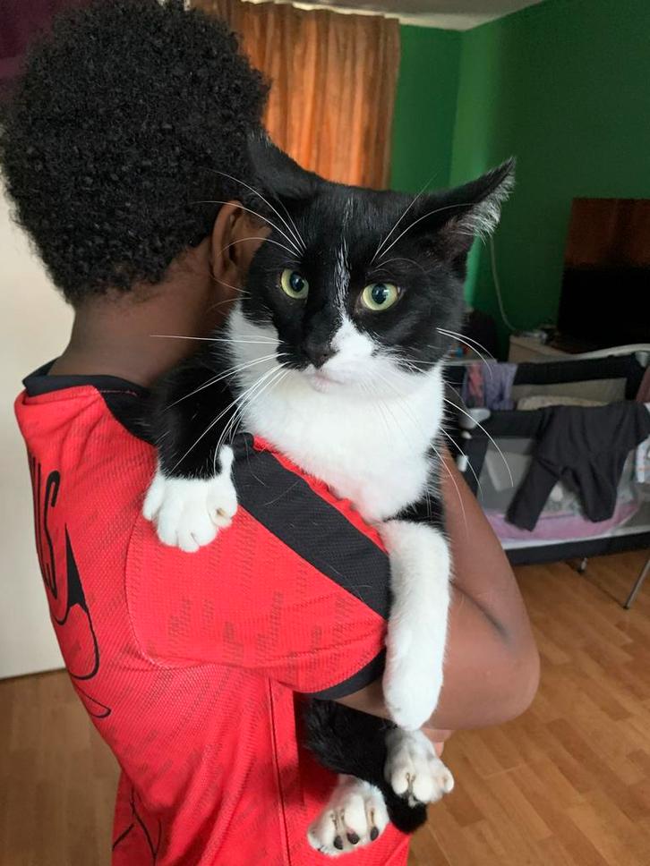 Lieve en sociale kat van 2 jaar zoekt een nieuwe thuis., Dieren en Toebehoren, Katten en Kittens | Overige Katten, Poes