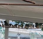 Jonge zebravinken, Dieren en Toebehoren, Vogels | Overige Vogels, Meerdere dieren, Tropenvogel