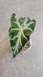 Alocasia Loco, Huis en Inrichting, Kamerplanten, Ophalen of Verzenden, Halfschaduw, Minder dan 100 cm