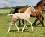 Zeer chique palomino hengst veulen, Dieren en Toebehoren, Pony's, Dressuurpony, 0 tot 2 jaar, Hengst, Onbeleerd