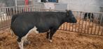 Dikbil koe, Dieren en Toebehoren, Vrouwelijk, 7 tot 10 jaar