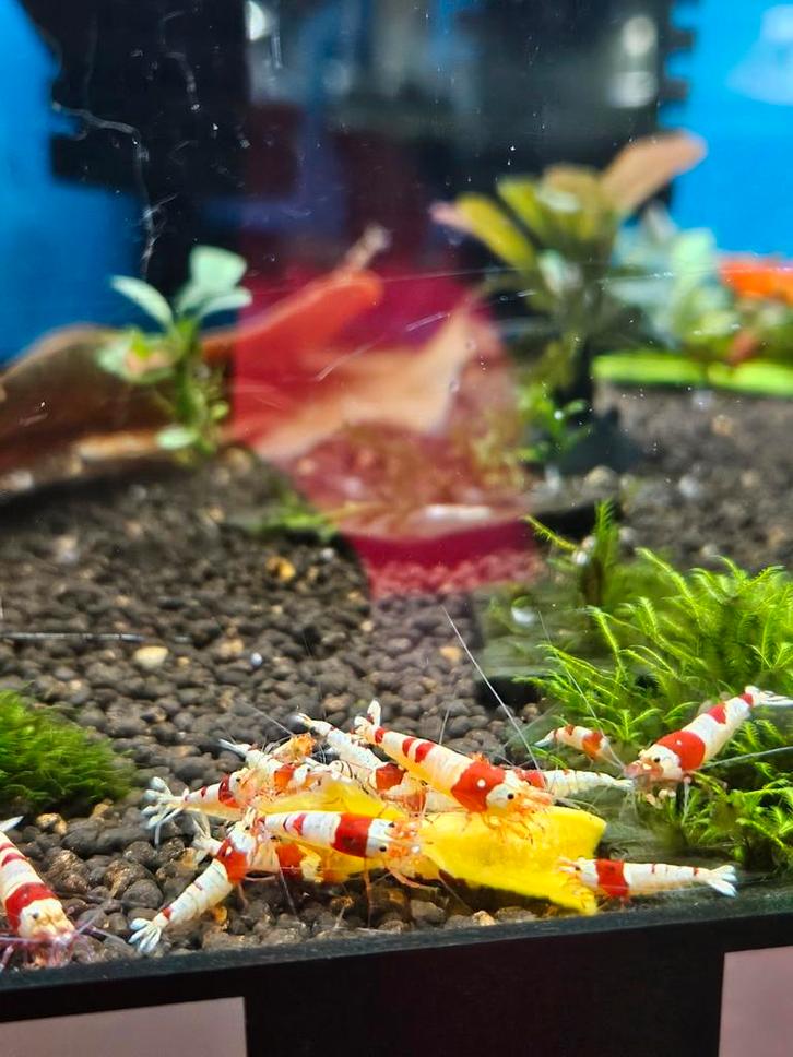 Garnalenstick(huisgemaakt) + hokkiado pompoen(garnalen/vis), Dieren en Toebehoren, Vissen | Aquariumvissen, Zoetwatervis, Kreeft, Krab of Garnaal