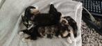 De laatste 2 super sociale kittens van lapjespoes te koop!, Dieren en Toebehoren, Katten en Kittens | Overige Katten, Meerdere dieren