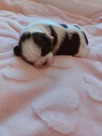 3 prachtige raszuivere shih tzu pups., Dieren en Toebehoren, Honden | Chihuahua's en Gezelschapshonden, Parvo, 8 tot 15 weken