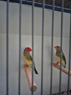 Koppel binze astrilde te koop., Dieren en Toebehoren, Vogels | Overige Vogels, Meerdere dieren, Tropenvogel