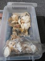 Bak met schelpen, Ophalen, Materiaal