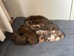 Teckel pups, Standaard, 8 tot 15 weken, Korthaar, CDV (hondenziekte)