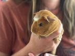 Mooi gladharig zeugje. 8 weken oud, Dieren en Toebehoren, Knaagdieren, Cavia, Juli, Vrouwelijk, Tam