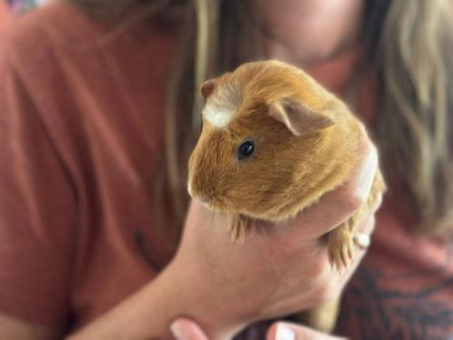 Mooi gladharig zeugje. 8 weken oud, Dieren en Toebehoren, Knaagdieren, Vrouwelijk, Cavia, Juli, Tam