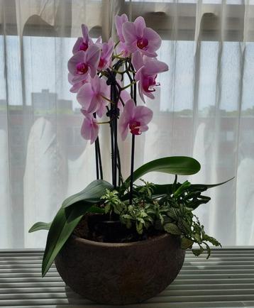 Bloeiende orchidee aan een boog  beschikbaar voor biedingen