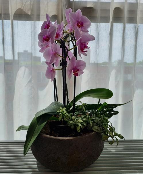 Bloeiende orchidee aan een boog, Huis en Inrichting, Kamerplanten, Overige soorten, Minder dan 100 cm, Bloeiende kamerplant, In pot