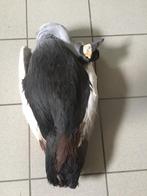 Kroonkraanvogel voor taxidermist (skelet), Mannelijk, Tropenvogel