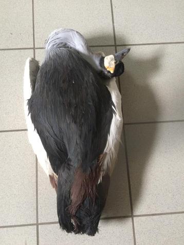 Kroonkraanvogel voor taxidermist (skelet) beschikbaar voor biedingen