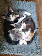 Kitten, opgegroeid in gezin met kinderen en hond, Kater