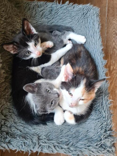 Kitten, opgegroeid in gezin met kinderen en hond, Dieren en Toebehoren, Katten en Kittens | Overige Katten, Kater