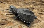 nieuwe voorraad muskus schildpadden, Dieren en Toebehoren, Reptielen en Amfibieën, Schildpad, 0 tot 2 jaar