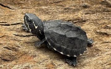 nieuwe voorraad muskus schildpadden  beschikbaar voor biedingen