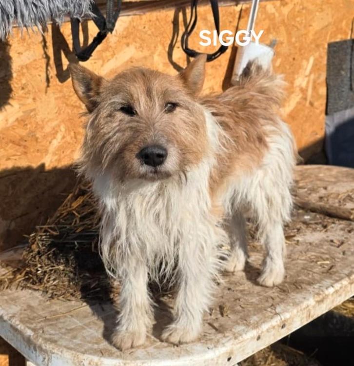 Siggy zoekt baasje, Dieren en Toebehoren, Honden | Niet-rashonden, Klein, Reu, Particulier, Eén hond, Buitenland, 1 tot 2 jaar