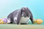Franse hangoren, Dieren en Toebehoren, Konijnen, Mannelijk, Groot, Hangoor, 0 tot 2 jaar